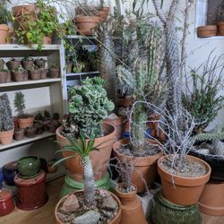 12/26/20 - Selling All My Pots and Plants All Weekend Long - Forever