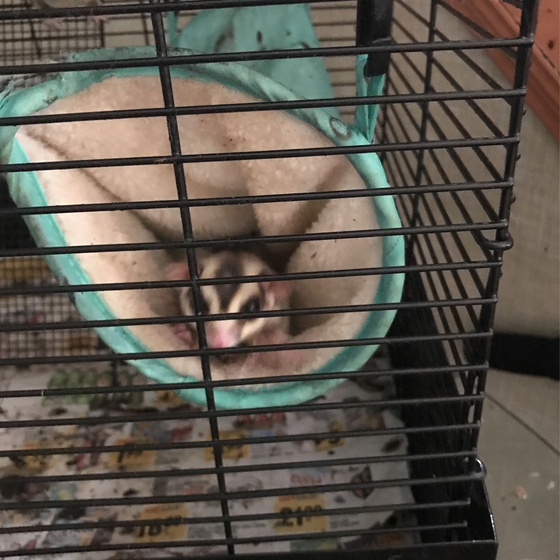 Sugar Gliders For Sale Everything Included