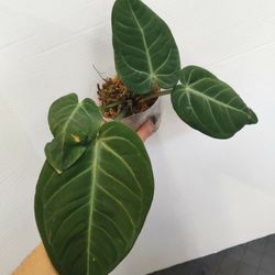 Anthurium Villenaorum Tropical Plant 