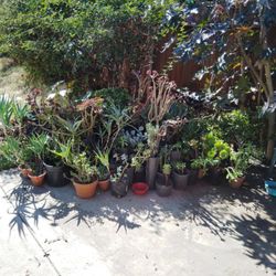 Succulents All Sizes $2-$100