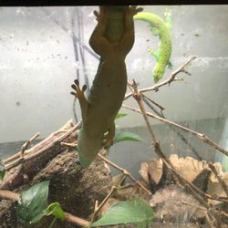 2 Giant Day Geckos And A skink