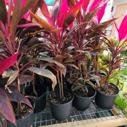 Red Sister 3gallon 3ft Tall 