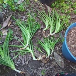 Aloe Vera Plants Ready To Go 