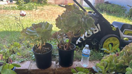 Succulent Plants 