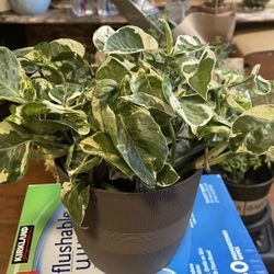 PHOTOS MARBLE In 6 Inches Pot