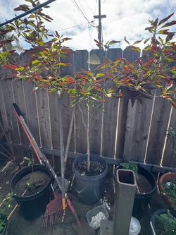 Avocado tree