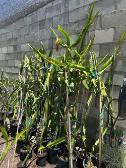6-8 foot Dragon Fruit plants, Haley’s comet red flesh