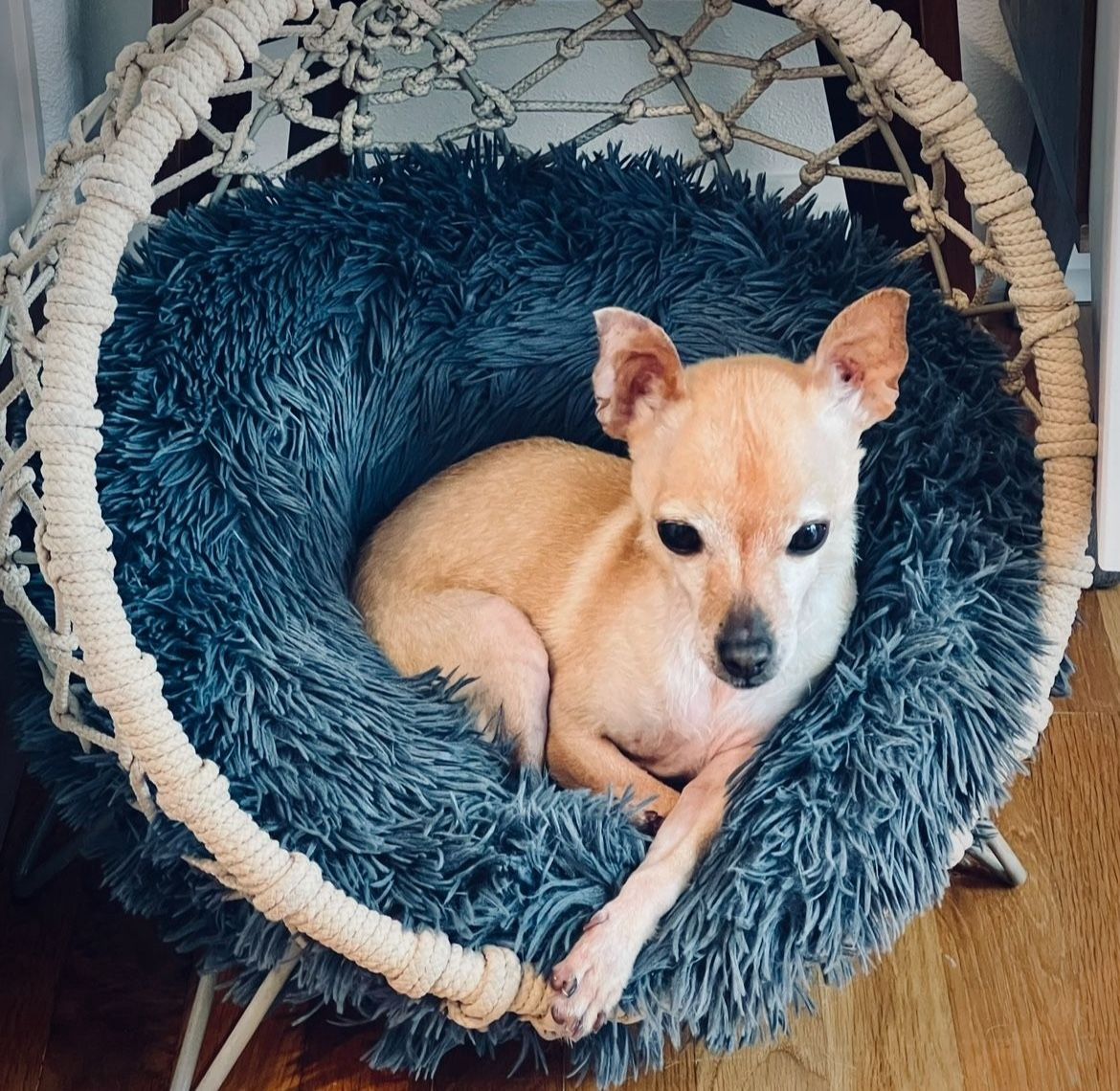 Nest Cat Bed