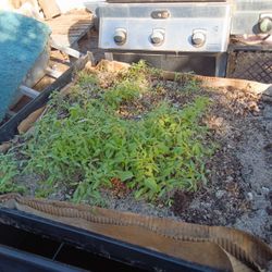 Tomato Plant Sprouts 