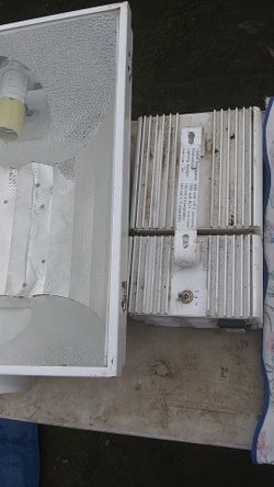 Maverick sun grow plant