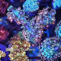 Reef Tank Decor Frags Coral