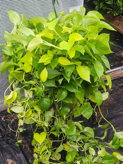 Super Huge Neon Pothos hanging basket live