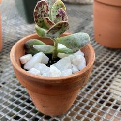 Calico Hearts 