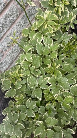 Snow on the mountain Ground Cover Plant check more pictures take all $10