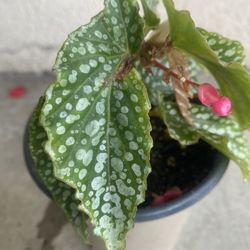 Begonia Ice Stater Blooming Plant, In 6 Inch Pot Pick Up Only