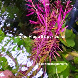 Tons Of Aquarium And Terrarium Plants Available 