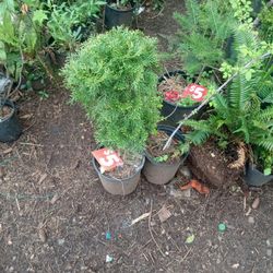 18" Arborvitae