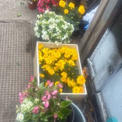 Summer Flowers 💐 