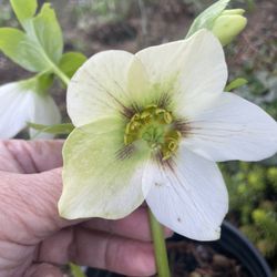 White Hellebore 