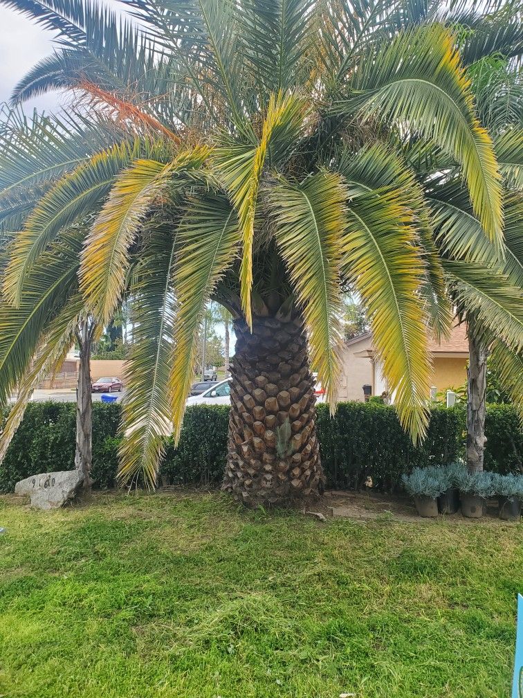 Date Palm Tree