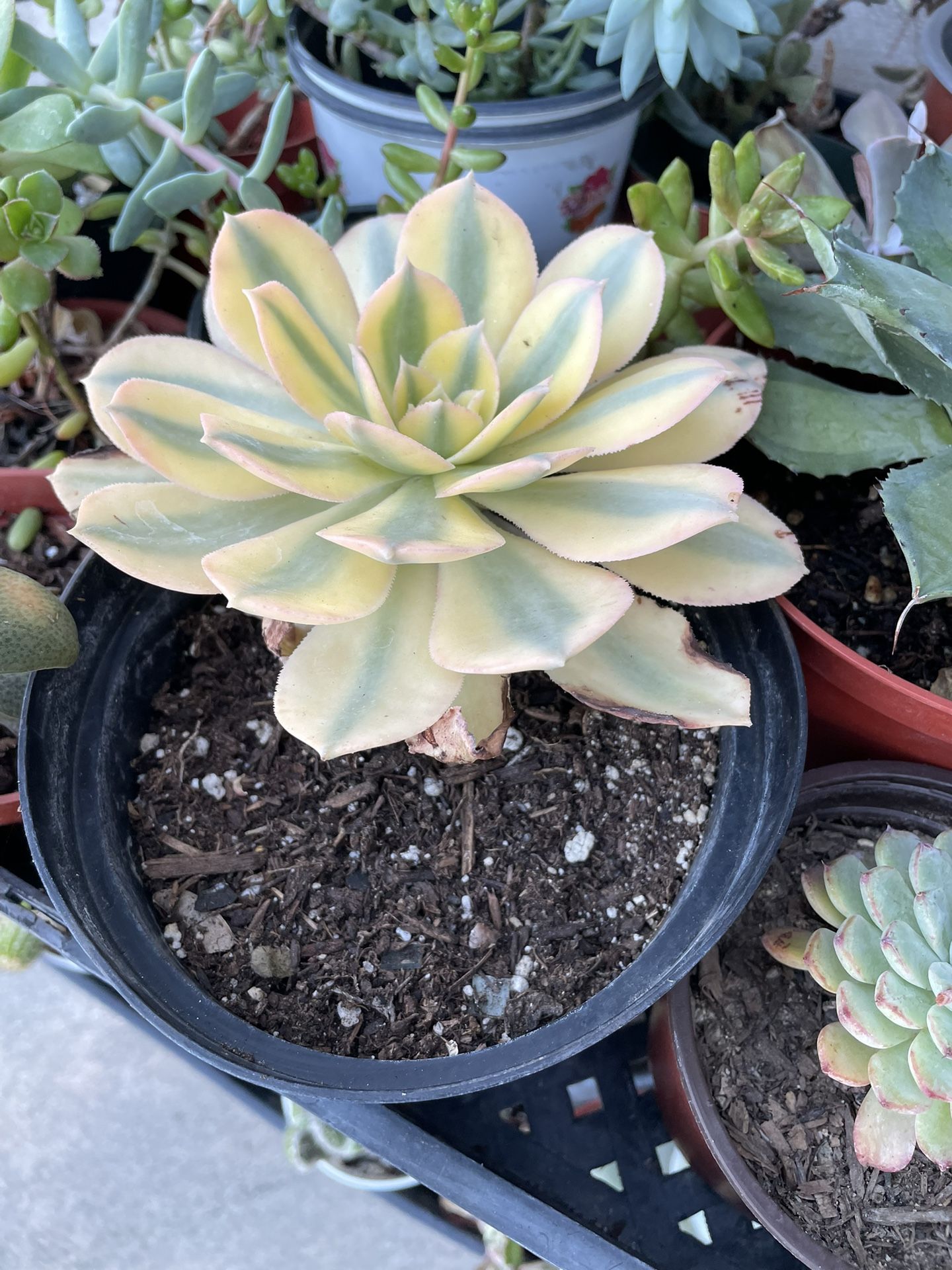 Aeonium Succulent Plant