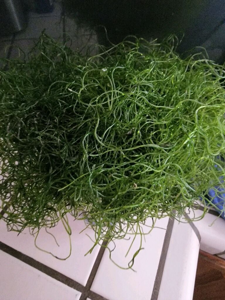Algae barn Chaeto Saltwater Aquarium fish tank