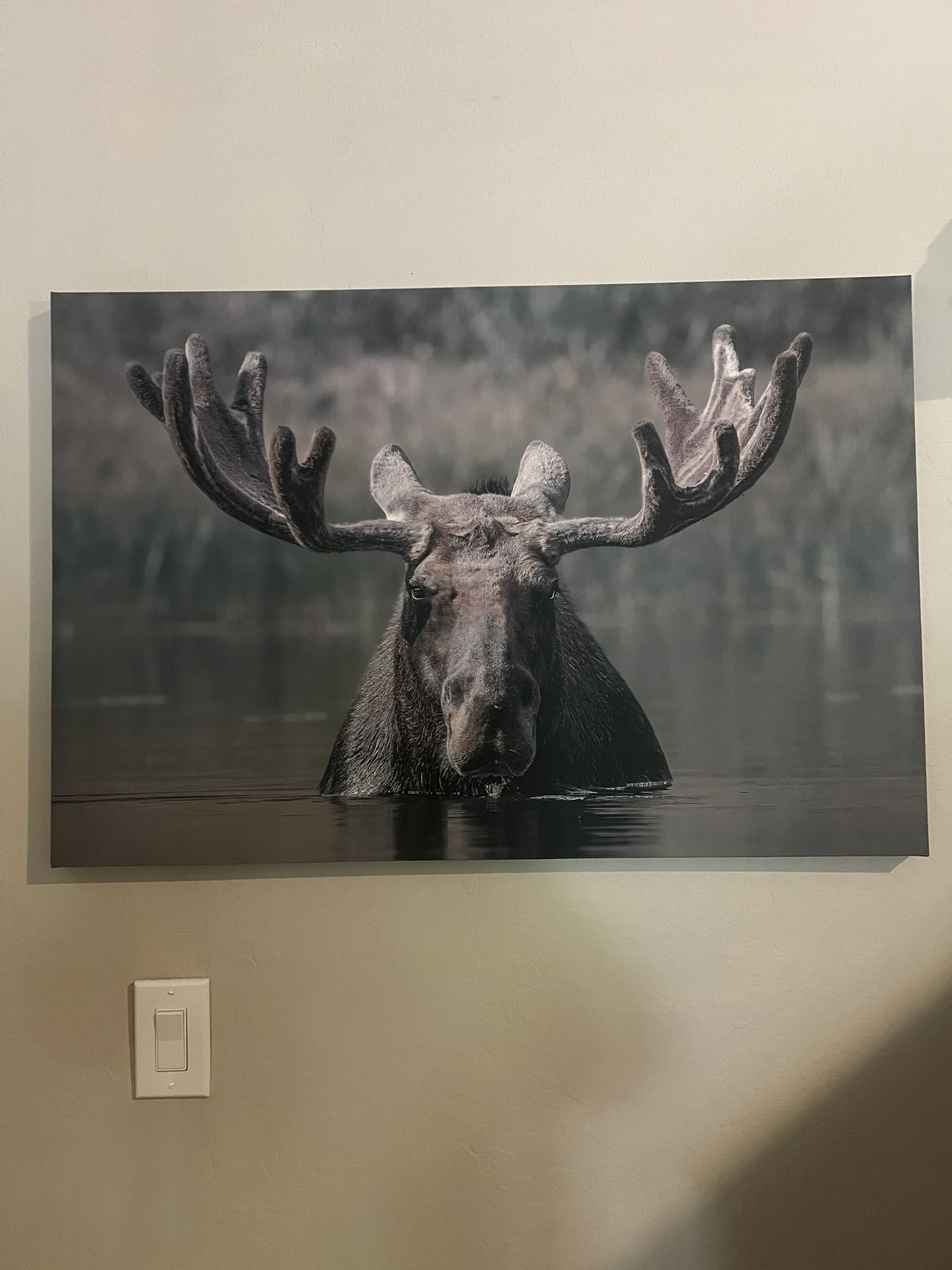 Moose Canvas Photo
