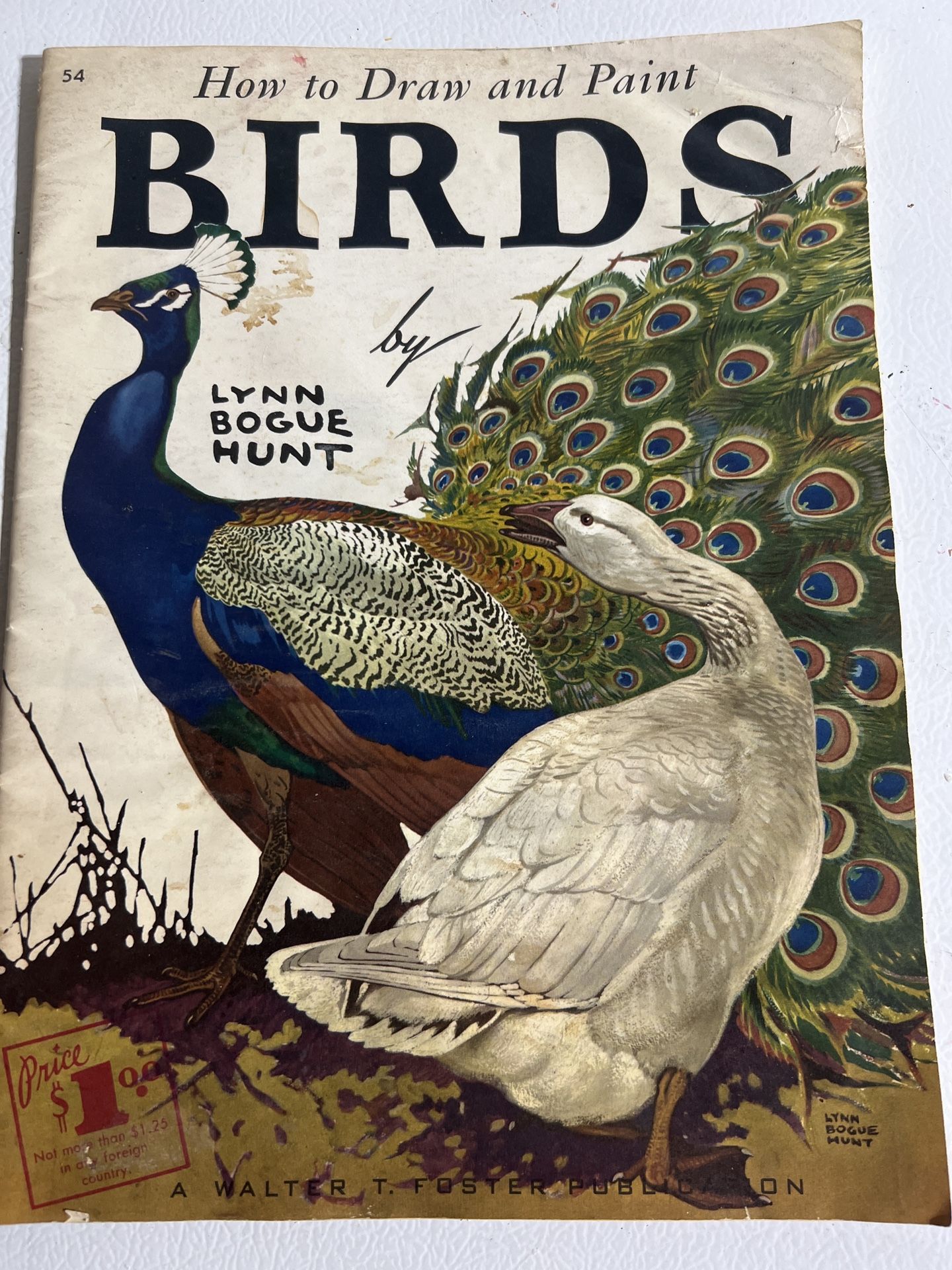 How to draw /paint BIRDS