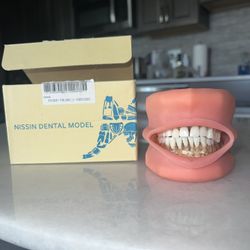Dental Typodont, Nissin Dental Model P15DP