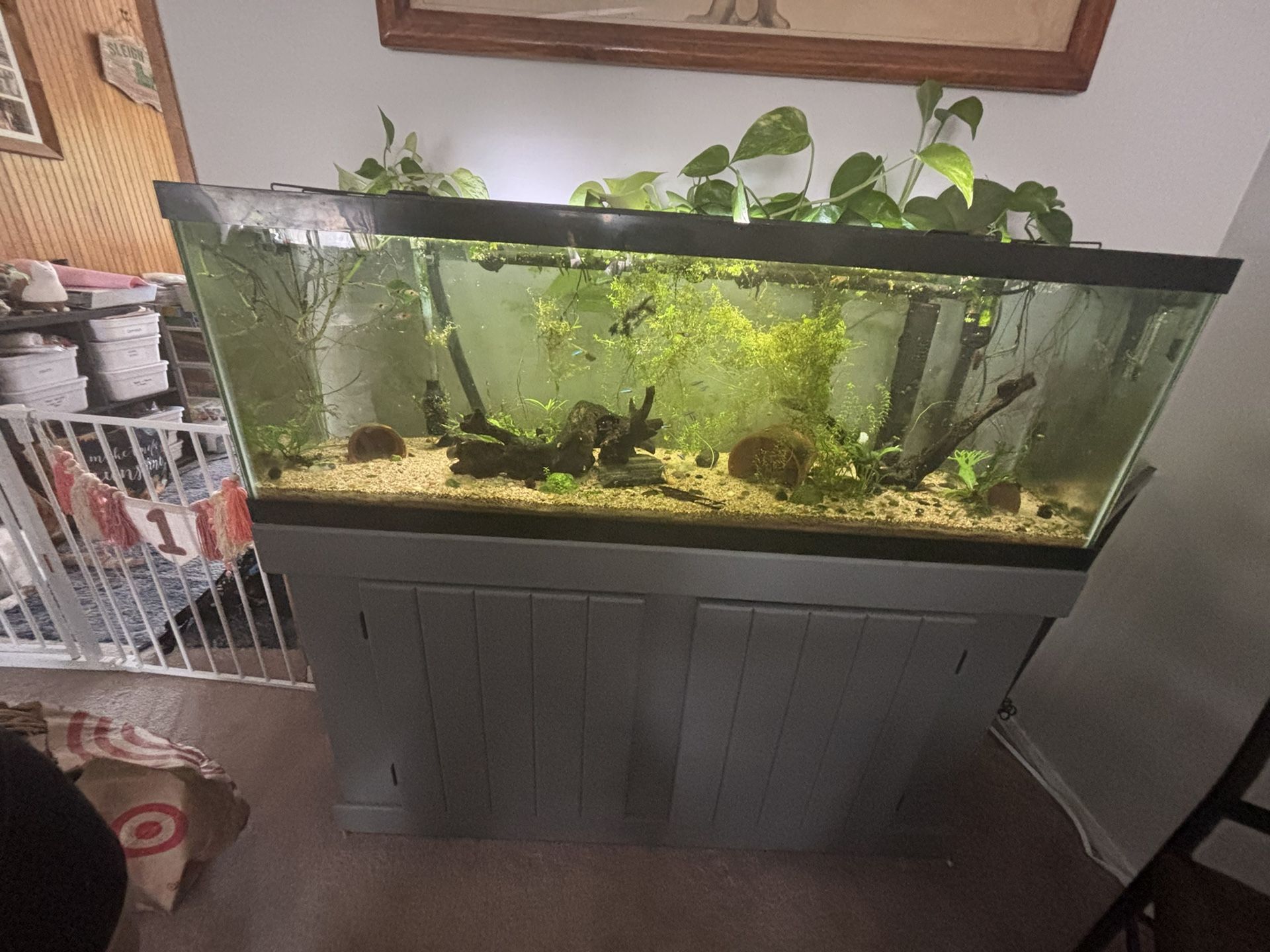 55gal Fish Tank