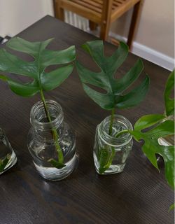 Monstera Propagations ONE LEFT