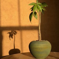 Money Tree (Pachira Aquatica) in Vintage Raku Ceramic Pot - Perfect Plant Gift or Home Decor