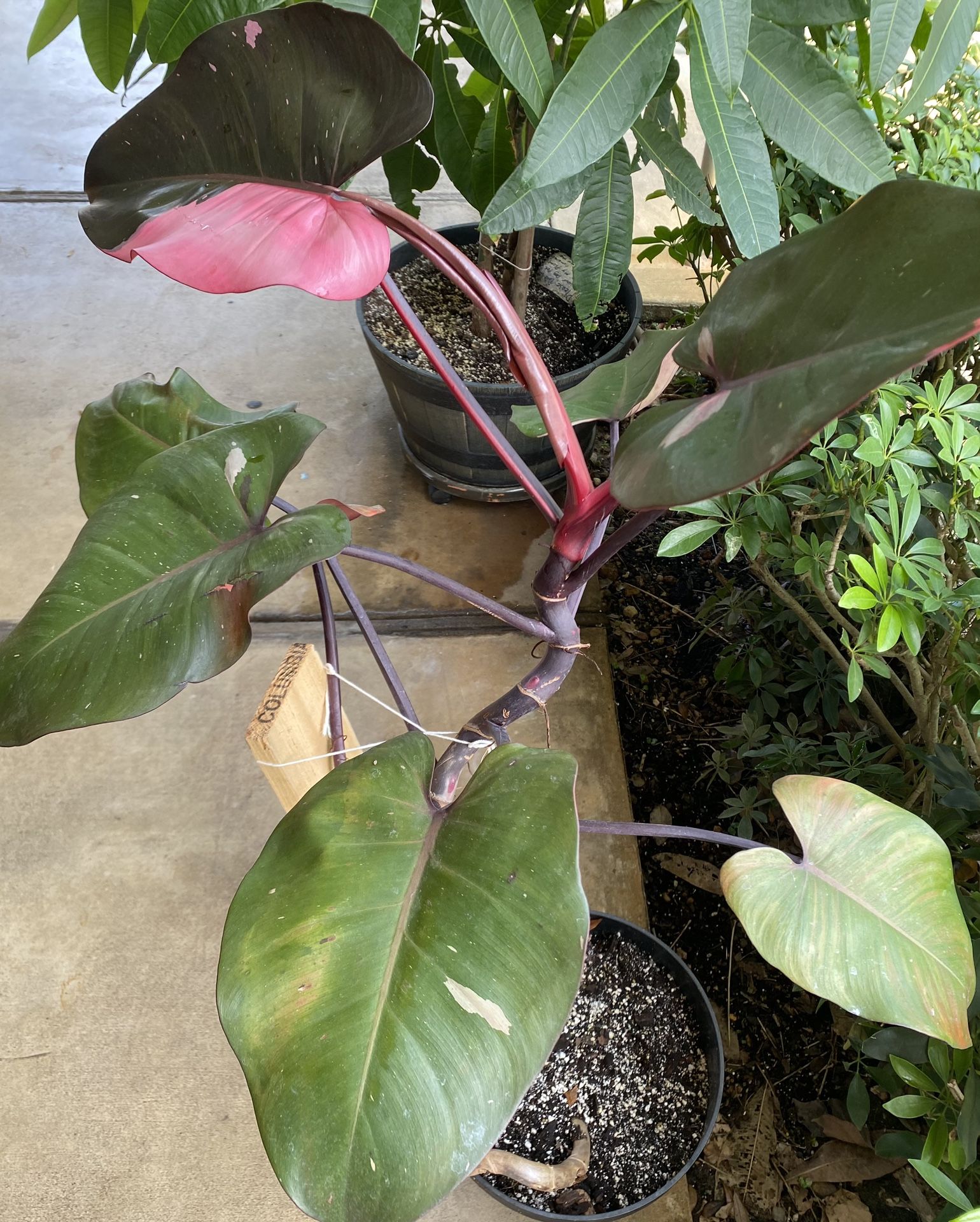 Philodendron Pink Princess Plant