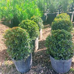 Ball Eugenia Topiary $25.00🌳