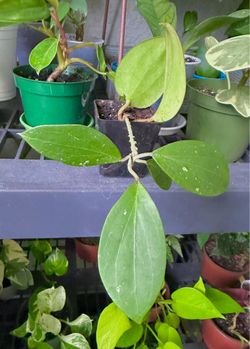 Hoya  Quinquenervia  plant