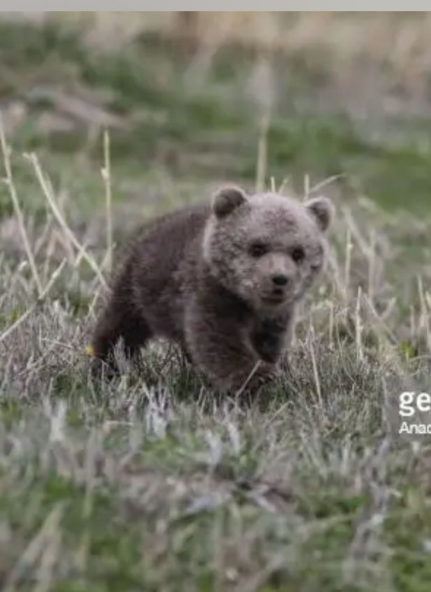 Baby Bear Cub Bears Topiary Possibilities. We Already make a Sitting bear… 