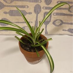 Healthy Growing Spider Plant Start In Red Clay Pot 