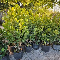 Podocarpus only $18 instant privacy hedge for fence