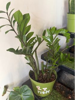 ZZ snake plants Succulents