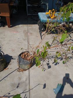 Tree Liquidation: Fig, Mulberry, Mango, Avocado, Sapote