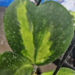 Hoya Varigated 