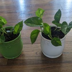 Two Live Money Plants