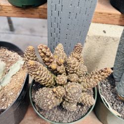 Euphoria Gymnocalycium Imported