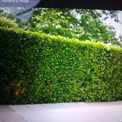 Texas Privet  Plants 