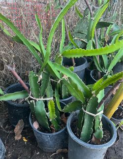 Dragon fruit plants