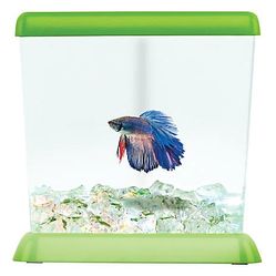 Topfin fishy corner Betta fish 0.5 gallon tank