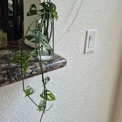 Pick up Upland BENSON and ARROW