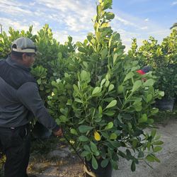 Huge Clusias Over 6 Feet Tall Instant Privacy Hedge For Fence