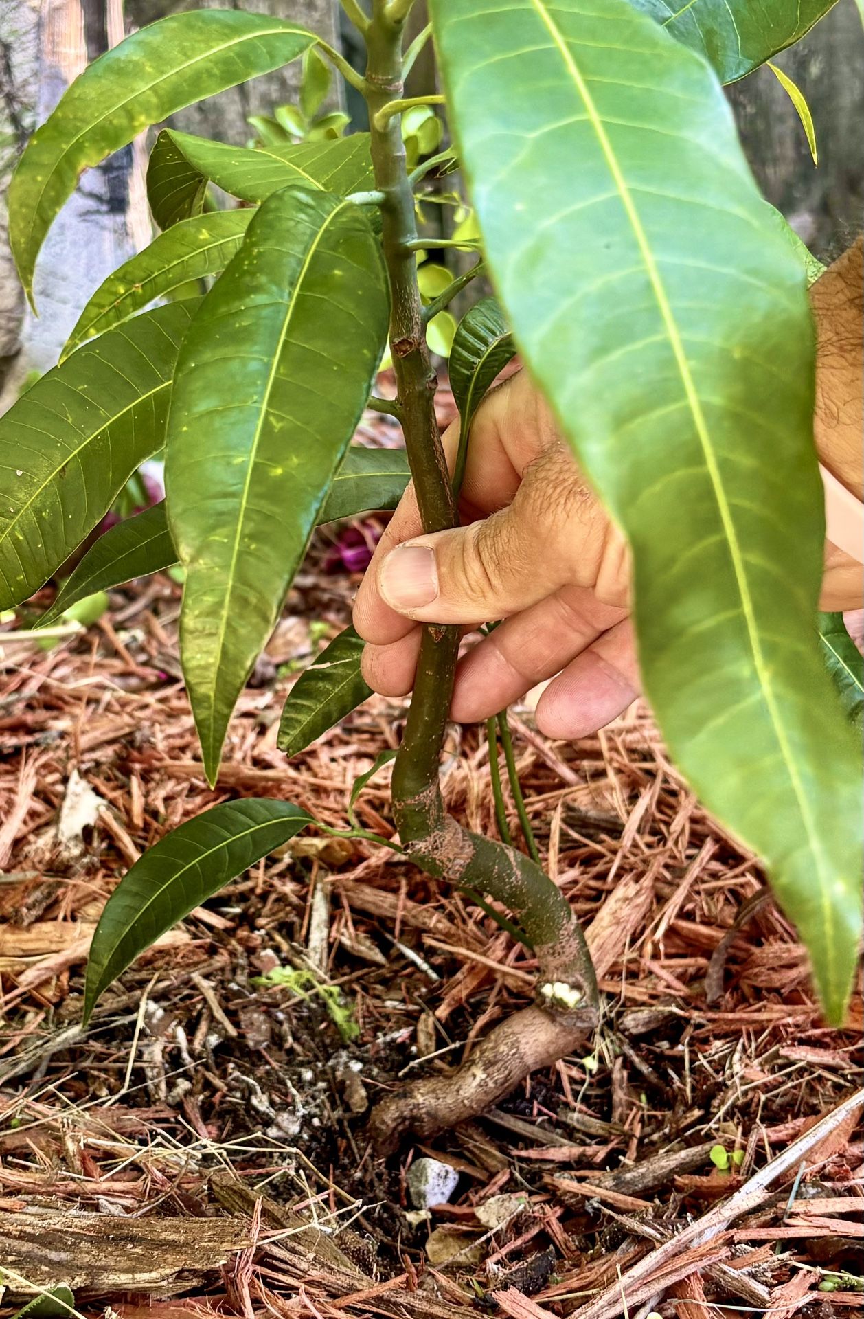 Excel ( Purple ) Mango Pre Bonsai Tree