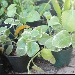 Cuban Oregano Potted Plant Herb